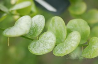 You are bidding 1 2 Vine Plants of Yellow Hoya  Biakensis 