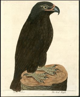 1731 Albin Antique First Edition Hand Color Bird of Prey The Black 