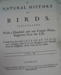 Eleazar Albin H C Bird Engraving Pied Black Bird 1731