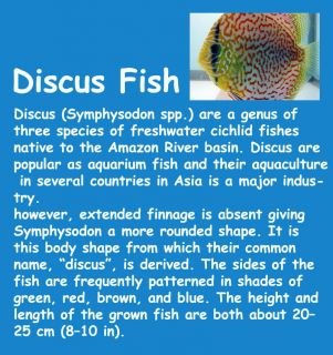 Discus Fish Cichild Freshwater Choco Egg Furuta Kaiyodo Mini 3D Art 