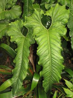 Anthurium Ivanportillae New RARE Gorgeous Aroid Species Great Plant 