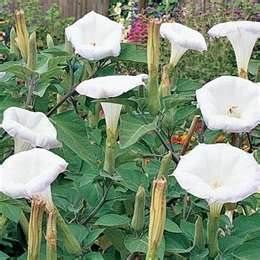 Angel Trumpet White Flower 50 Fresh Seeds Free Shipping Datura Inoxia 