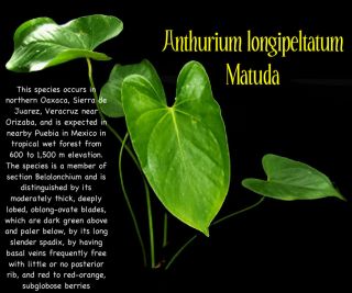 Anthurium Longipeltatum Matuda RARE Aroid Plant Live Fresh 15 Seeds 