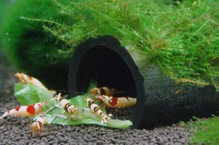 Bamboo Shelter Crystal Cherry Red Live Shrimp Aquarium