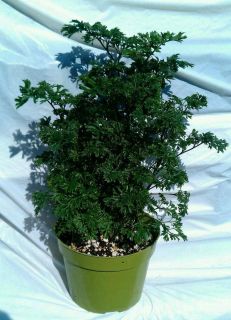 Aralia Parsley Polyscias Fruticosa Plant in 6 inch Pot 20 inches Tall 