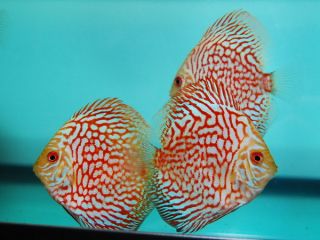Live Discus Fish 3 3.5 Red Pigeon Blood 24 hour Live Guarantee