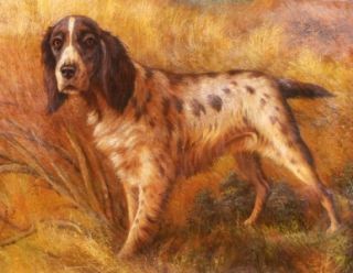 Arthur Wardle Listed English Sporting Art Springer Spaniel Dog Antique 