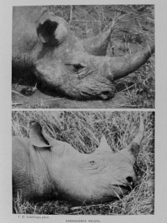 1907 African Safari Hunting Elephant Rhino Lion in Africa Photos 