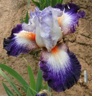 Tall Bearded AURELIE Iris EXCELLENT CONTRAST 03 Perennial Rhizome LAST 