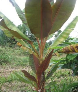 Musa Zebrina ExoticBlood Banana Pkt of 100 Seeds
