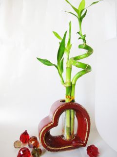 Live Spiral 3 Style Lucky Bamboo Plant Arrange w Heart Ceramic Vase 
