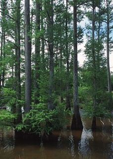 bald cypress forest in a central mississippi lake conservation status 