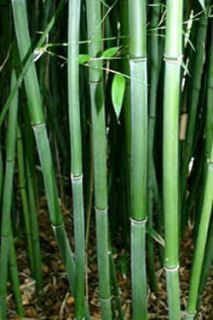 15F Cold Hardy David Bisset Bissetii Bamboo Plant 5gal