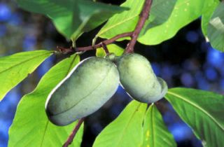   PAW Asminia Triloba Indian Banana Fruit Tree Shrub Seeds Gift Comb S H