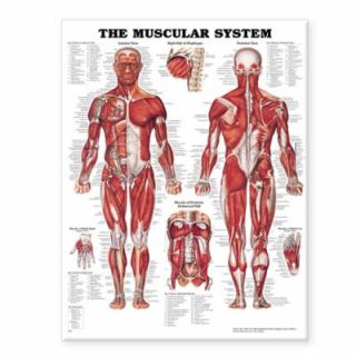 The Muscular System by Anatomical Chart Company Staff 2002, Other 