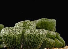 Conophytum Ectypum Brownii rarest succulent cactus seeds~Lithops seeds