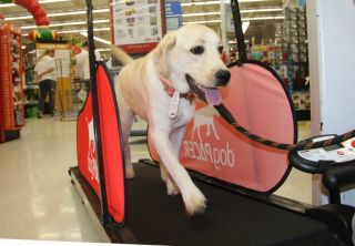 dogpacer dog treadmill lf 3 1 time left $ 499