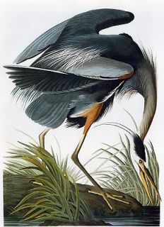 Audubon Reproductions Birds of America   Great Blue Heron   Fine Art 