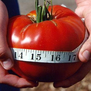 AEROGARDEN Compatible Singles  Tomato Seeds, World record holder 7 lbs 