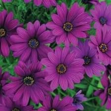 50 Osteospermum Astra Dark Violet Live Flower planTS Cuttings S8
