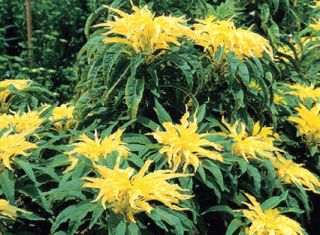 75 Annual Flower Garden Seeds Amaranthus Yellow Josephs Coat RARE 