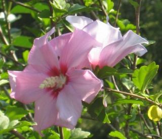 Althea Flower of Immortality Rose of Sharon Hibiscus Syriacuse 1 Gal 2 