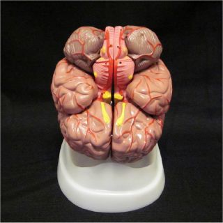 NEW 8 PART HUMAN BRAIN with ARTERIES ANATOMICAL ANATOMY MODEL