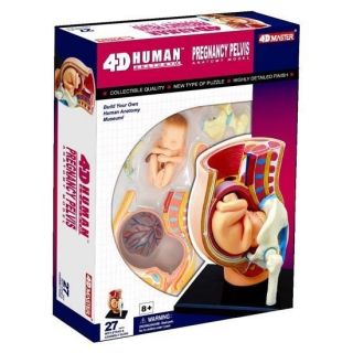 4D Puzzle Human Anatomy 3D Model Pregnancy Pelvis Female Woman Baby 