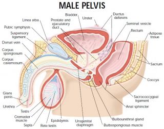 Anatomical Male Pelvis Cross Section Testicle Model