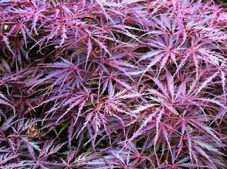 acer palmatum dissectum seeds japanese maple from united kingdom time