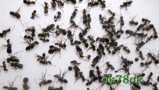 changbaishan wild black ants 250g