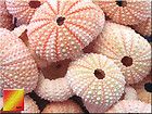 48 Pink Sea Urchin Seashells Shells BULK Beach Wedding Decor Nautical 