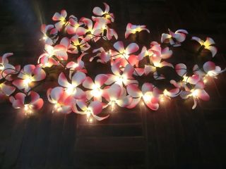    frangipani flower garden patio lights wedding party fairy lights bar