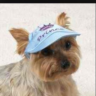 New Royaly dog fashion hat cap glitter prince East side collection sz 
