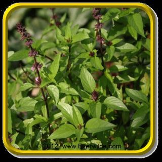 herb description this sweet basil has a distinctive licorice scent and 