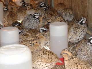 25 EXTRAS Mexican Speckle Bobwhite Quail Hatching Eggs