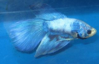 Super Delta male Betta Fish For Live Freshwater Aquarium Fish