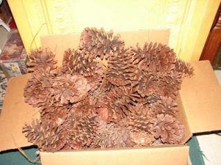 Up for your viewing is a lot of big pine cones. They are different 