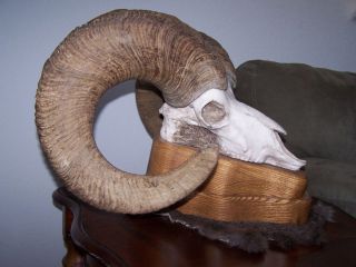 Rocky Mountain Bighorn Sheep Museum Quality Skull Horns on Oak Awesome 