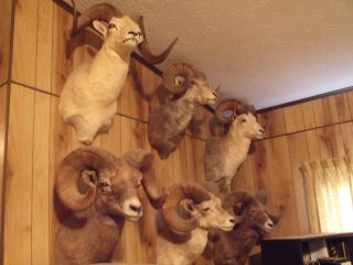   of North American Wild Sheep Plus A Fannin A CA Bighorn Sheep