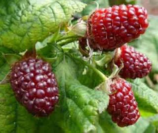   Island Tayberry Plant 20 Seeds Raspberry Blackberry Cross Breed