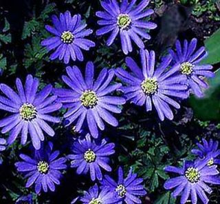 50 Blue Anemone Blanda Bulbs Daisy Like Windflowers