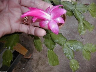 Schlumbergera Christmas Cactus Magenta St Charles 3 Rooted Plants 