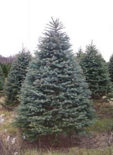 picture is blue spruce in the landscape the third picture is an 