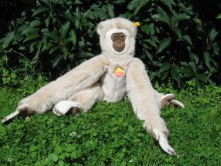 Original Steiff  Bongo  Gibbon Monkey All ID`s 31 inch Wide