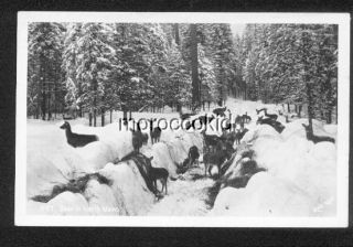 Bonners Ferry IA 1948 RPPC Deer Herd Ross Hall Photograph