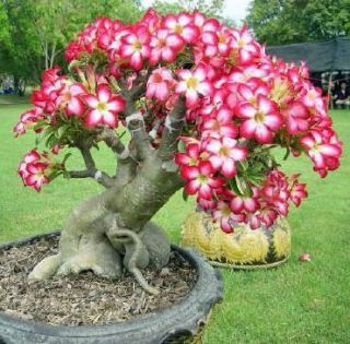 Adenium Obesum RARE BOTTLE TREE SEEDS Tropical Bonsai Plant DESERT 