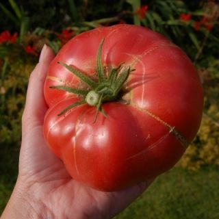 Tomato Brandywine Sudduths Strain Vegetable Seeds RARE