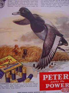 1954 Peters Shotgun Shells Decoys Lab Duck Poster