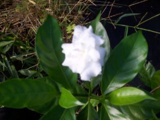  Double White Gardenia Live Plant